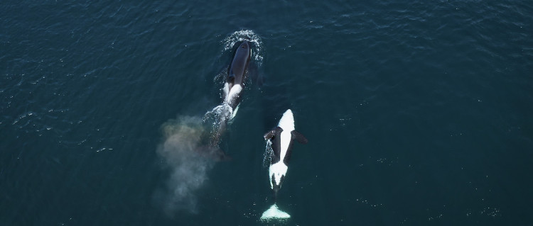 Соисчезновение / Coextintion