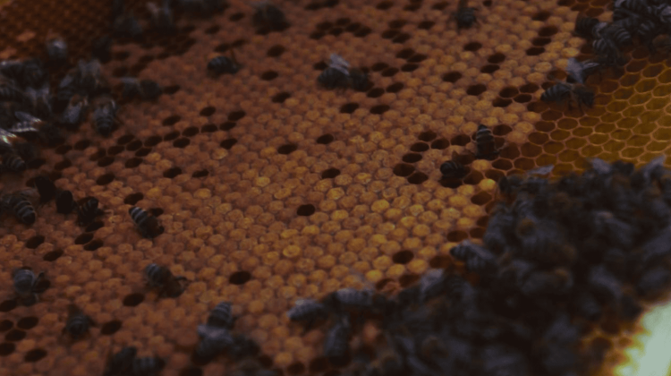 Дело о пропавших пчелах