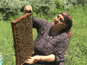 Дело о пропавших пчелах