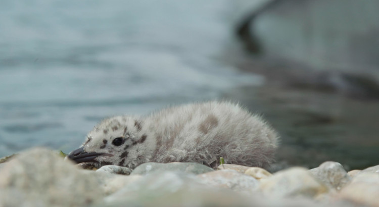 Птицы и люди науки