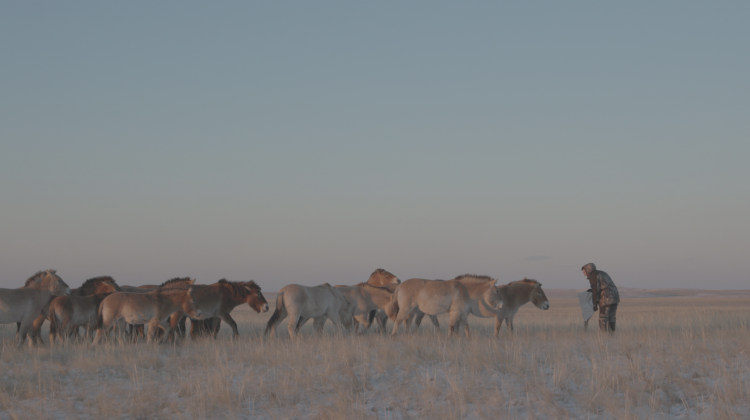 Зрительная полоса