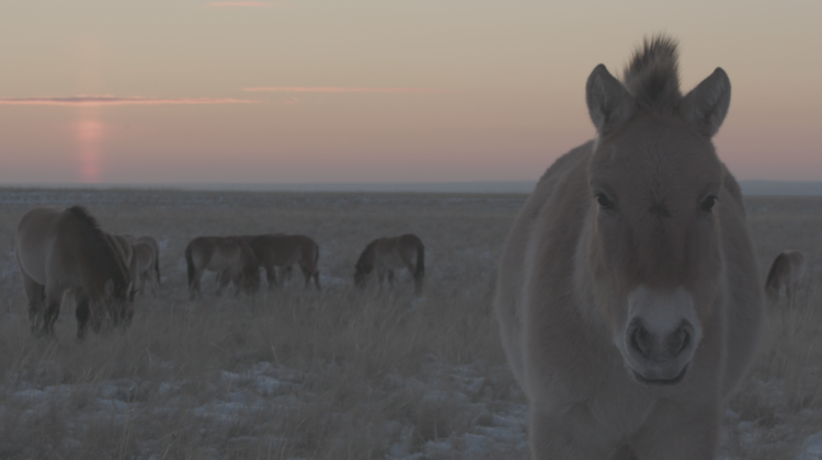 Зрительная полоса
