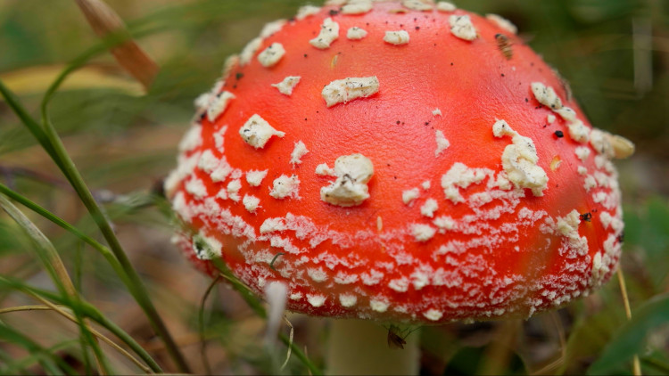 Атомные энтузиасты Атомные энтузиасты