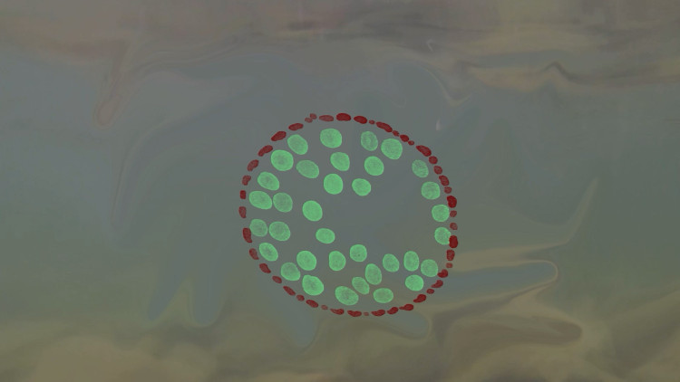 Диатомовые водоросли