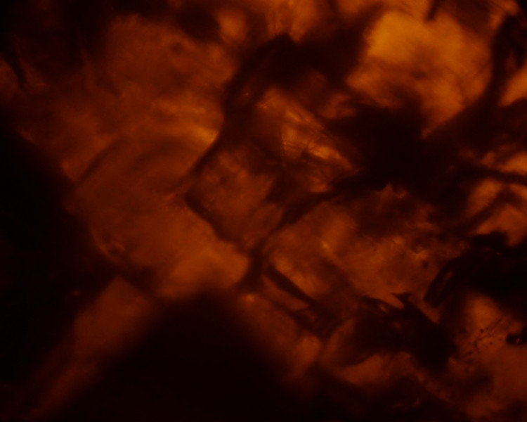 ФАНК. Идеи и технологии, меняющие мир