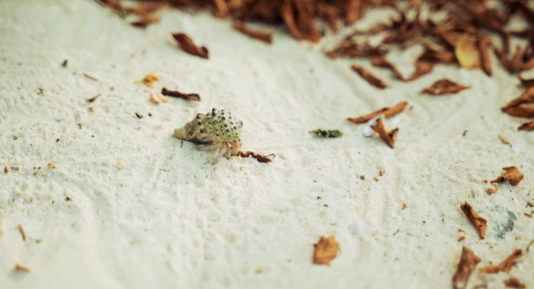 Научные сенсации. Самое загадочное море – Каспийское