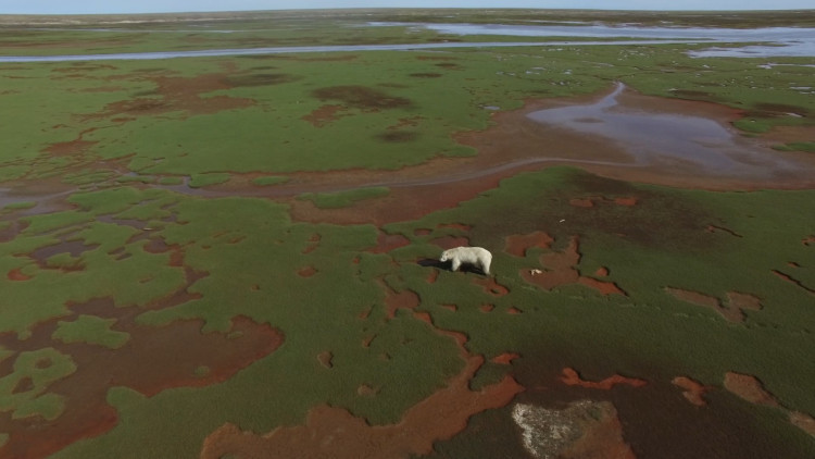 Карбоновые полигоны. Фильм второй