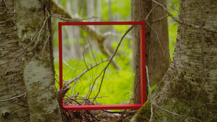 Наблюдатель / Observer