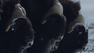 Быки холода. Возвращение