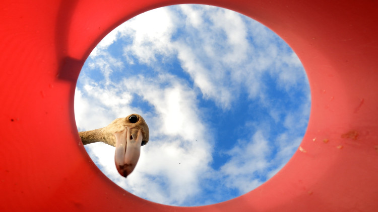 Территория привязанности