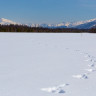 По следам По следам