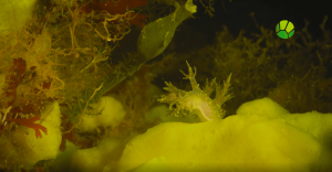 Подводный мир. Белое море