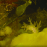 Подводный мир. Белое море Подводный мир. Белое море