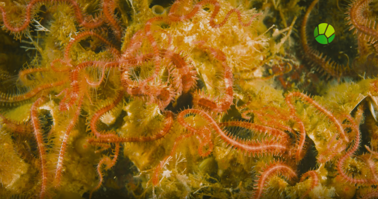 Подводный мир. Белое море