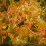 Подводный мир. Белое море Подводный мир. Белое море
