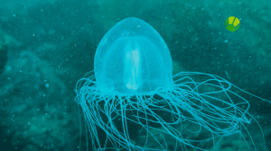 Подводный мир. Охотское море