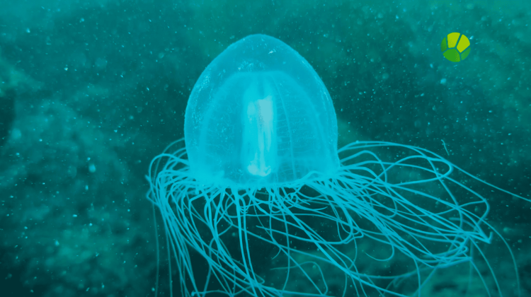 Подводный мир. Охотское море