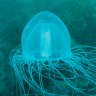 Подводный мир. Охотское море