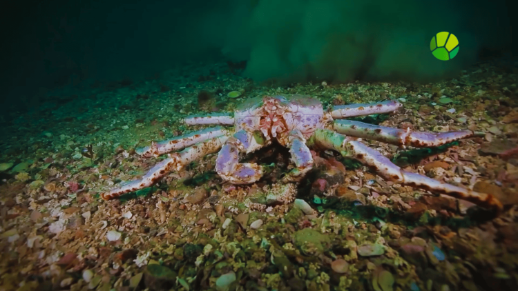 Подводный мир. Охотское море