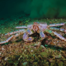 Подводный мир. Охотское море