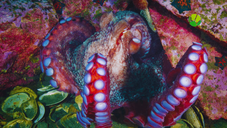 Подводный мир. Охотское море