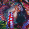 Подводный мир. Охотское море