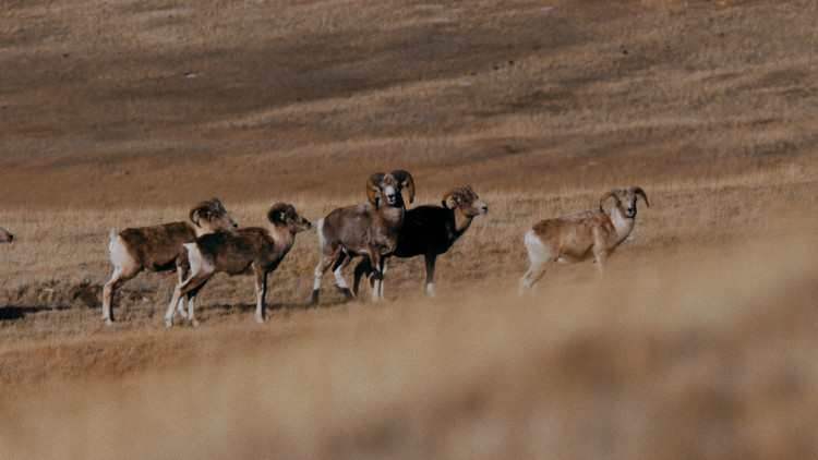 Хозяин Алтайских гор