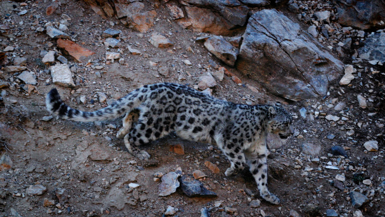 Хозяин Алтайских гор