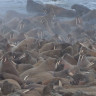 Восьмой свист морского зайца Восьмой свист морского зайца