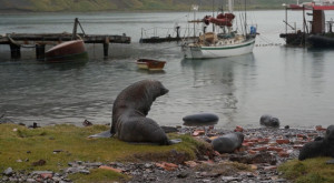 Восьмой свист морского зайца