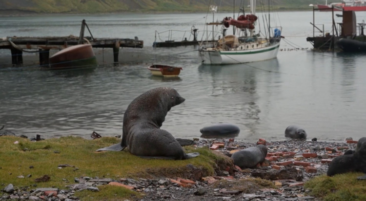 Восьмой свист морского зайца