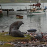 Восьмой свист морского зайца Восьмой свист морского зайца