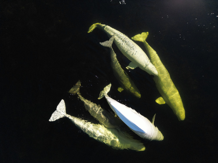 Восьмой свист морского зайца