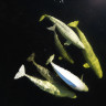 Восьмой свист морского зайца Восьмой свист морского зайца