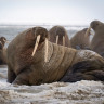 Восьмой свист морского зайца Восьмой свист морского зайца