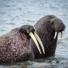 Восьмой свист морского зайца Восьмой свист морского зайца