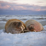 Восьмой свист морского зайца Восьмой свист морского зайца