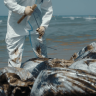 Черное Черное море