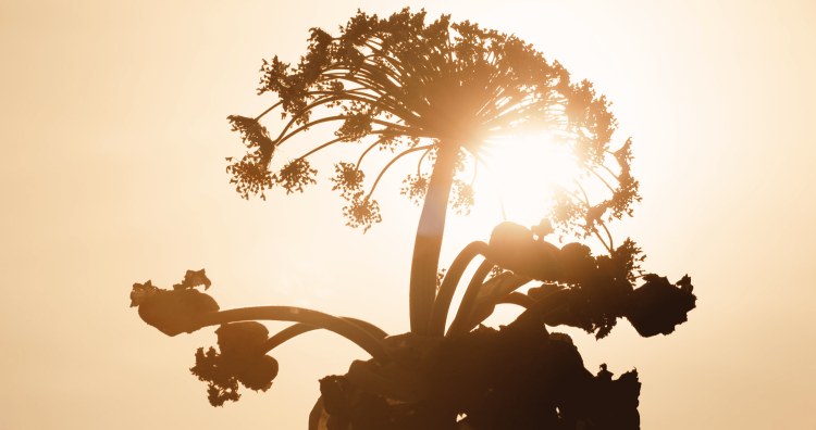 Борщевик - герой нашего времени