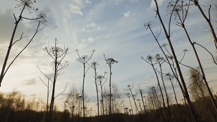 Борщевик - герой нашего времени