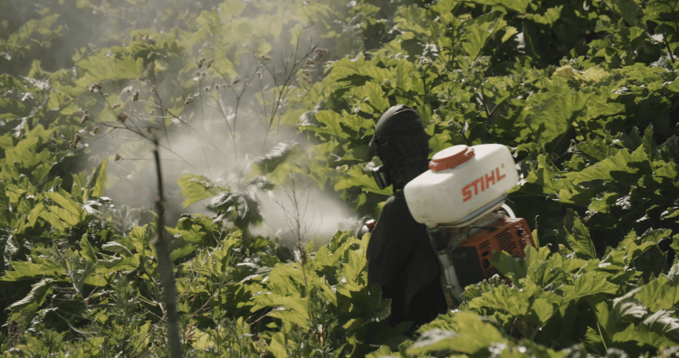Борщевик - герой нашего времени