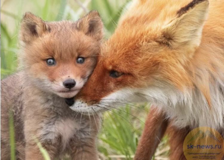 Огненный лис