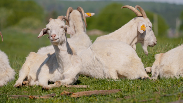 Визионер из Артюшкино