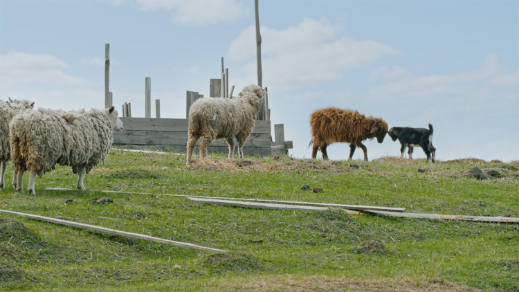Визионер из Артюшкино