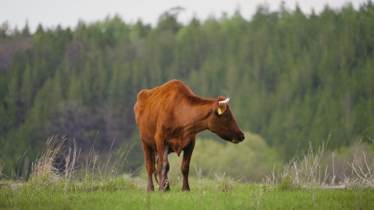 Визионер из Артюшкино