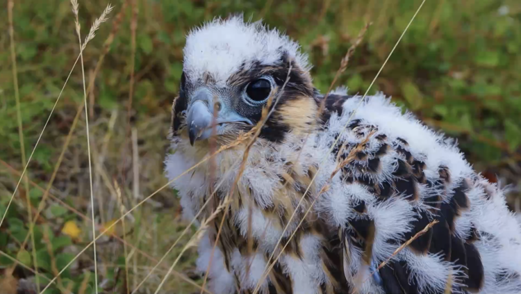Спасти сокола