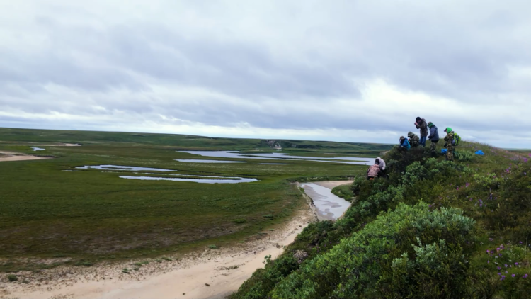 Спасти сокола