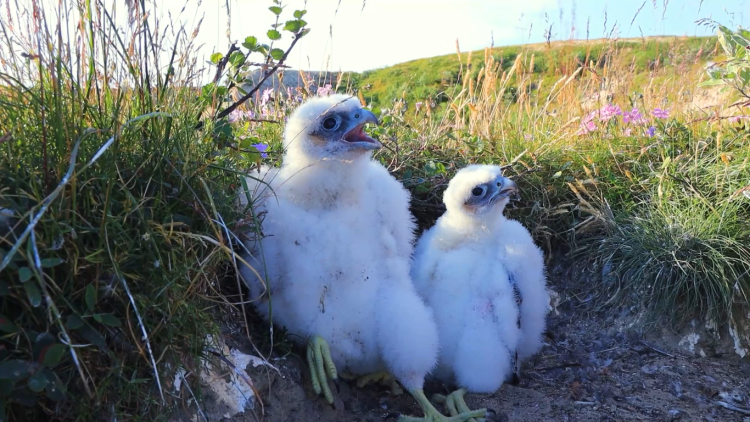 Спасти сокола
