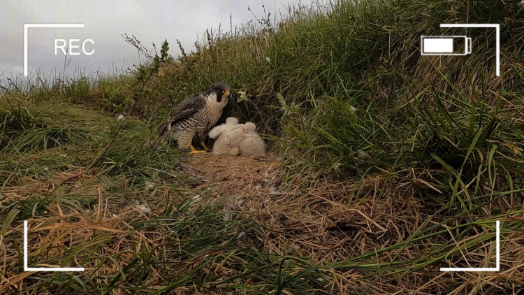 Спасти сокола