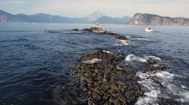 Если бы рыбы умели говорить